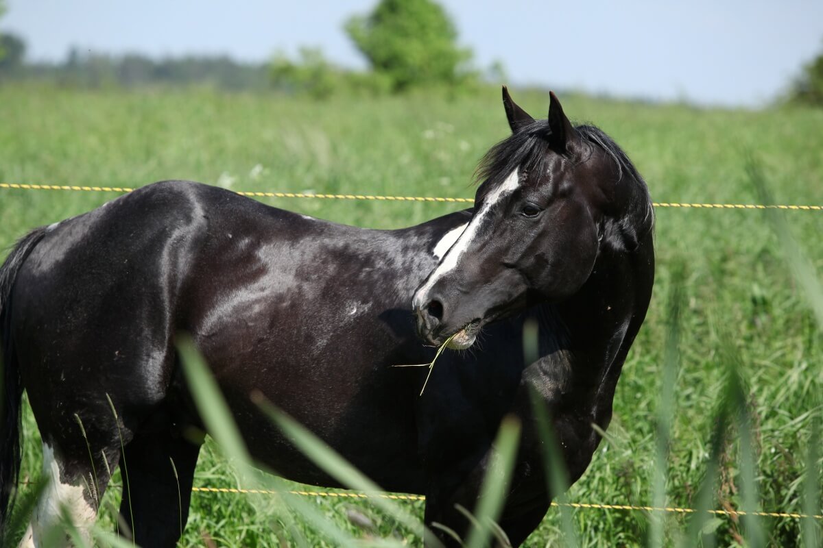 Stallion of Paint horse on pasturage behind tall greens Stallion of Paint horse on pasturage behind tall greens