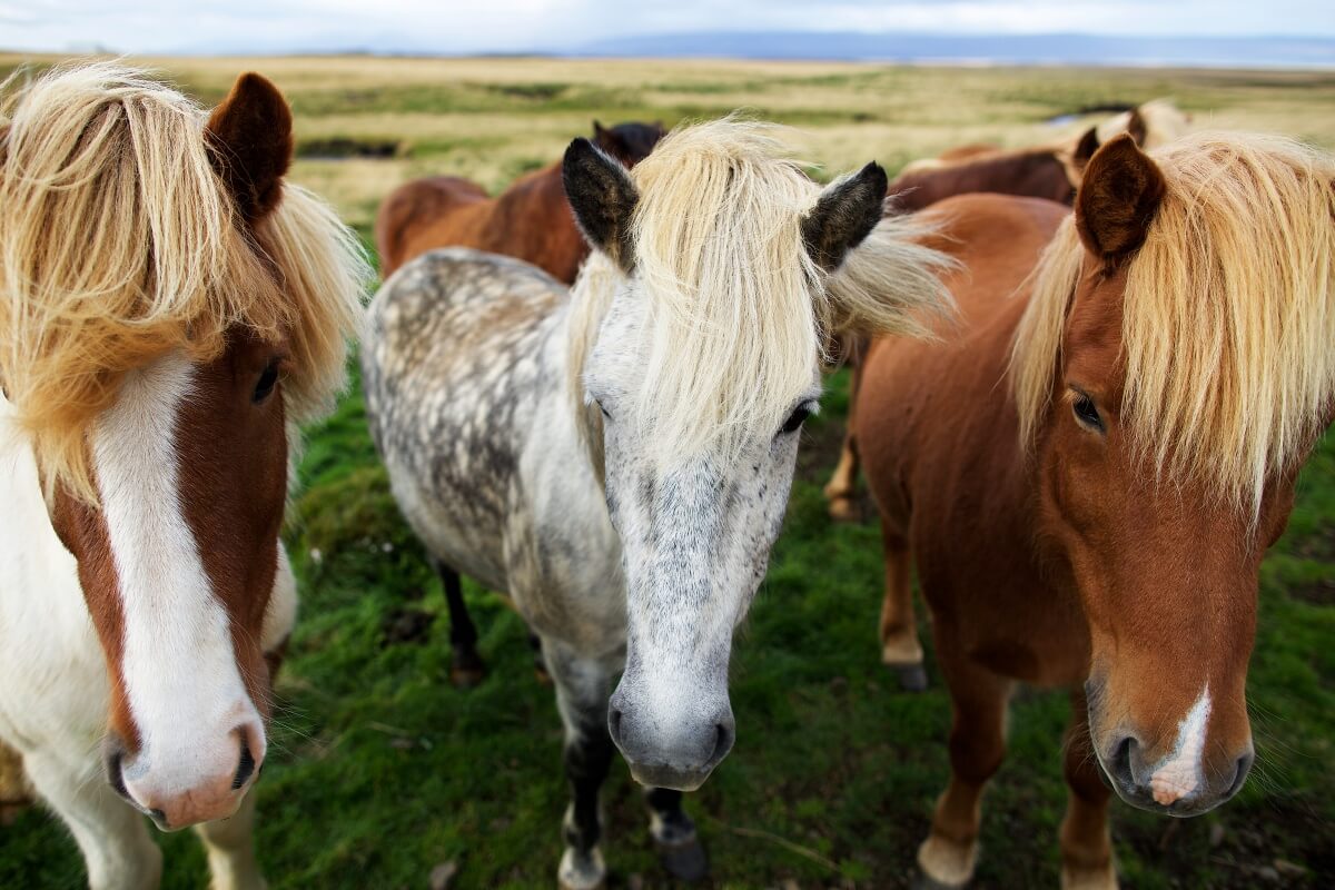 The Icelandic horses huddled together