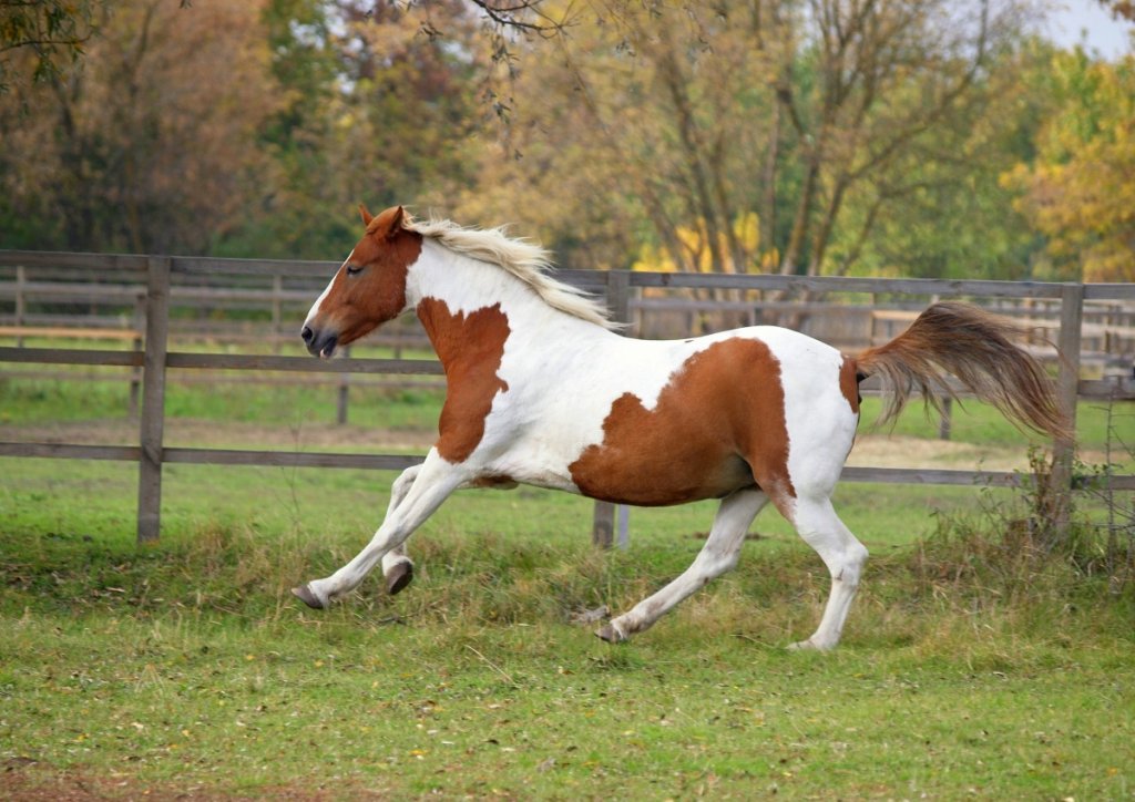 American Paint Horse Coat Colors Comprehensive Guide