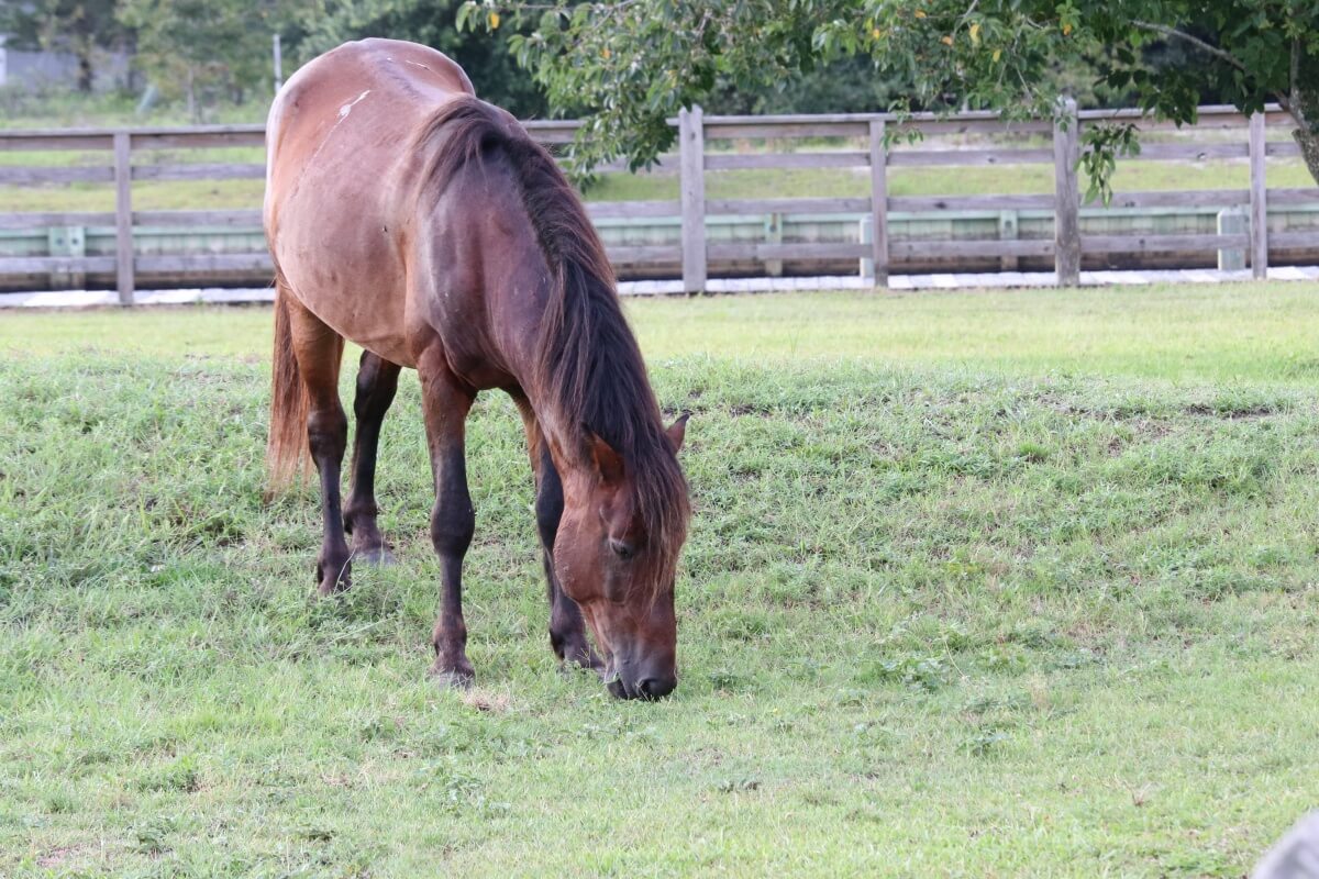 This Spanish Mustang horse is grazing on the abundant grass