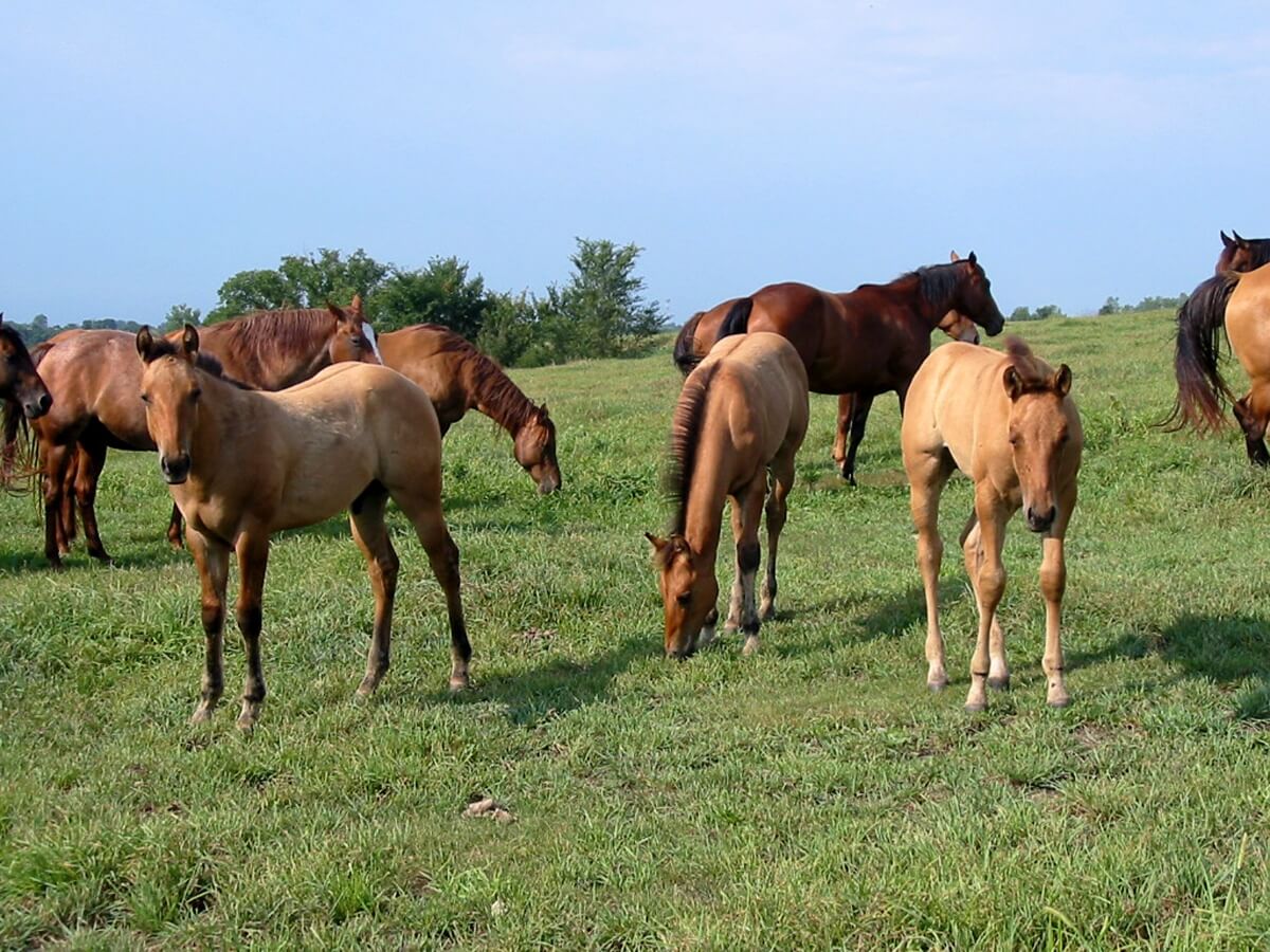Three quarter horse foals in a pasture