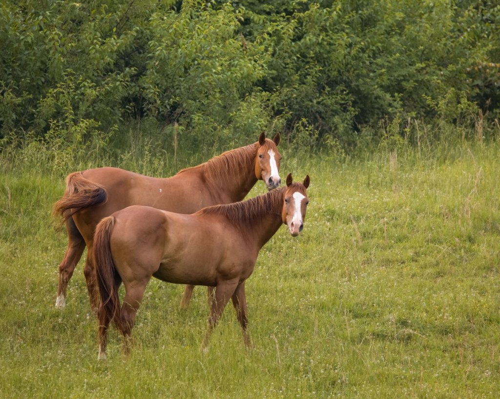 American Quarter Horse Origin & History The Comprehensive Guide