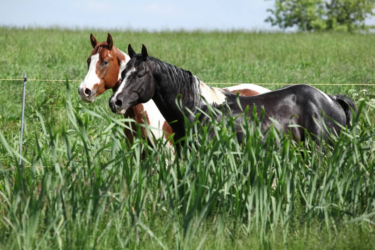 Two paint horses on pasturage behind high grass Two paint horses on pasturage behind high grass