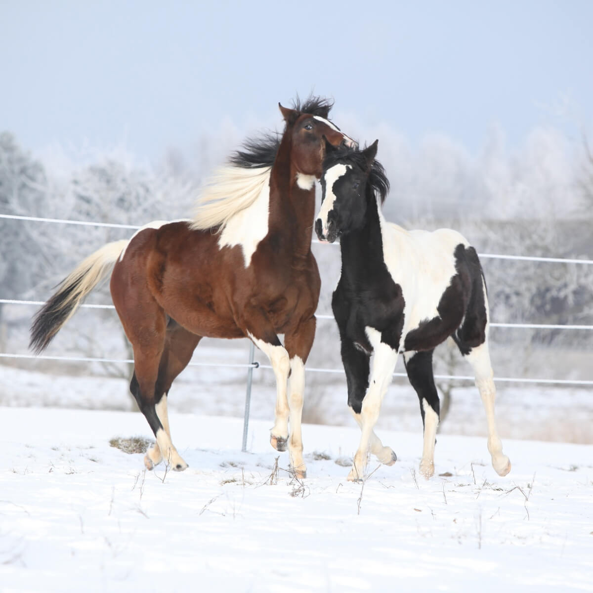 Two paint horses playing happily in winter Two paint horses playing happily in winter