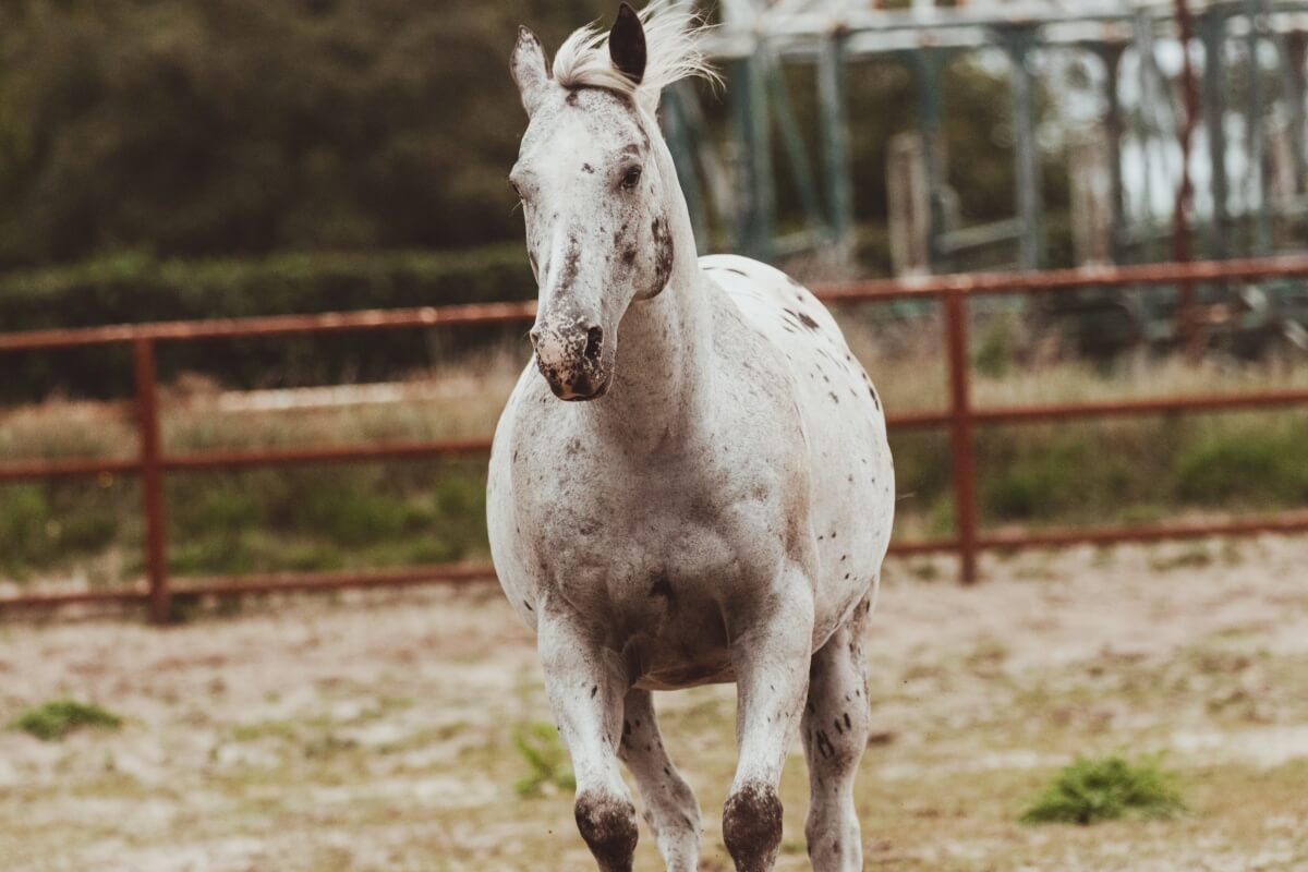 Is a Quarter Horse a Hot Blood Unraveling the Facts