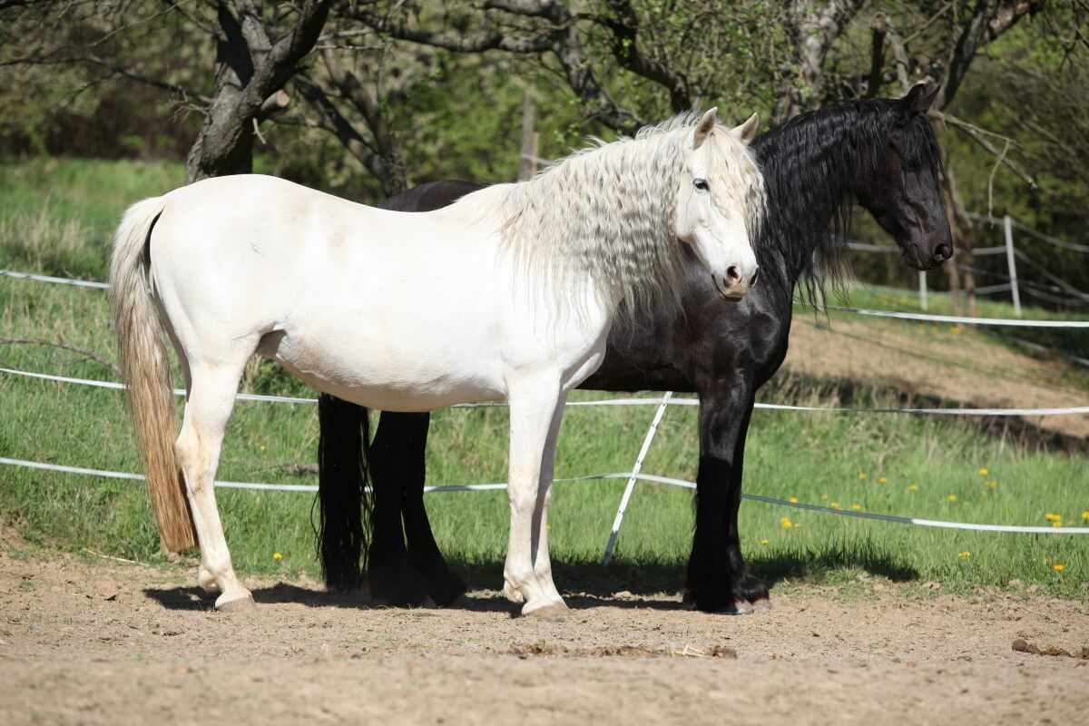 White andalusian horse with black friesian horse