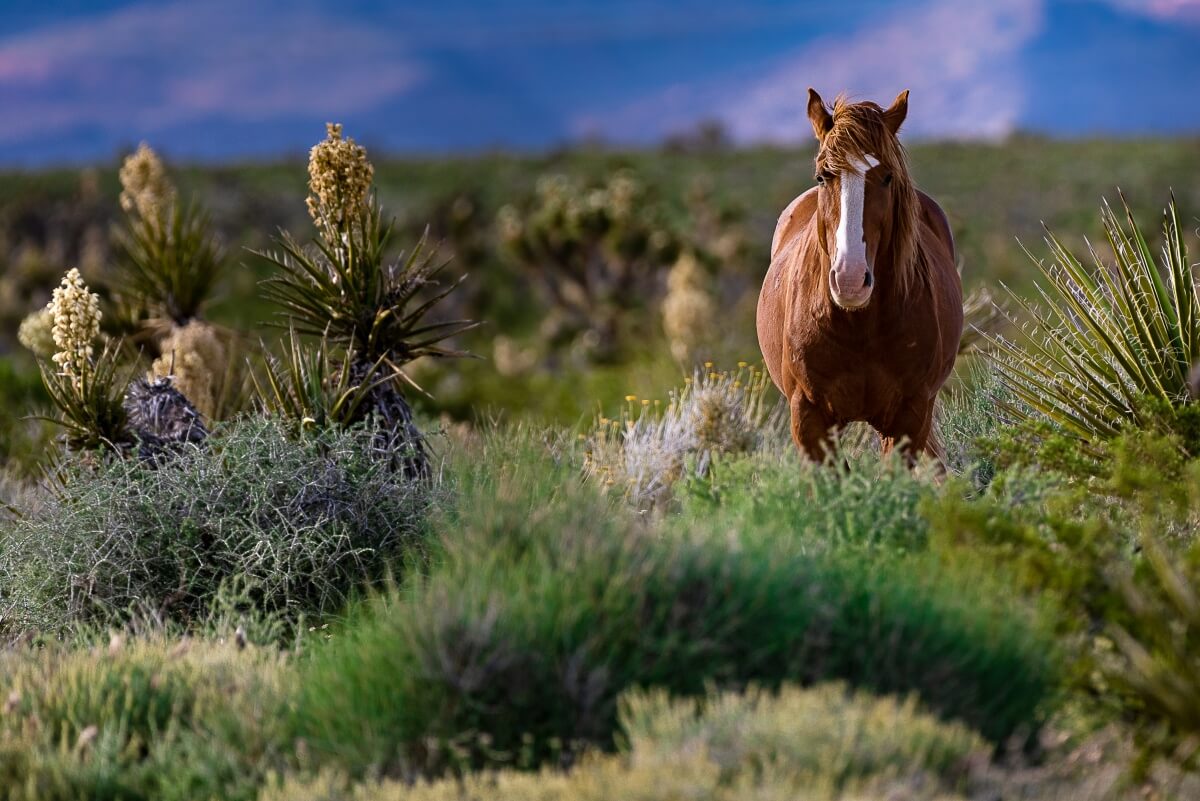 Wild Mustang Horse in The Desert Oasis