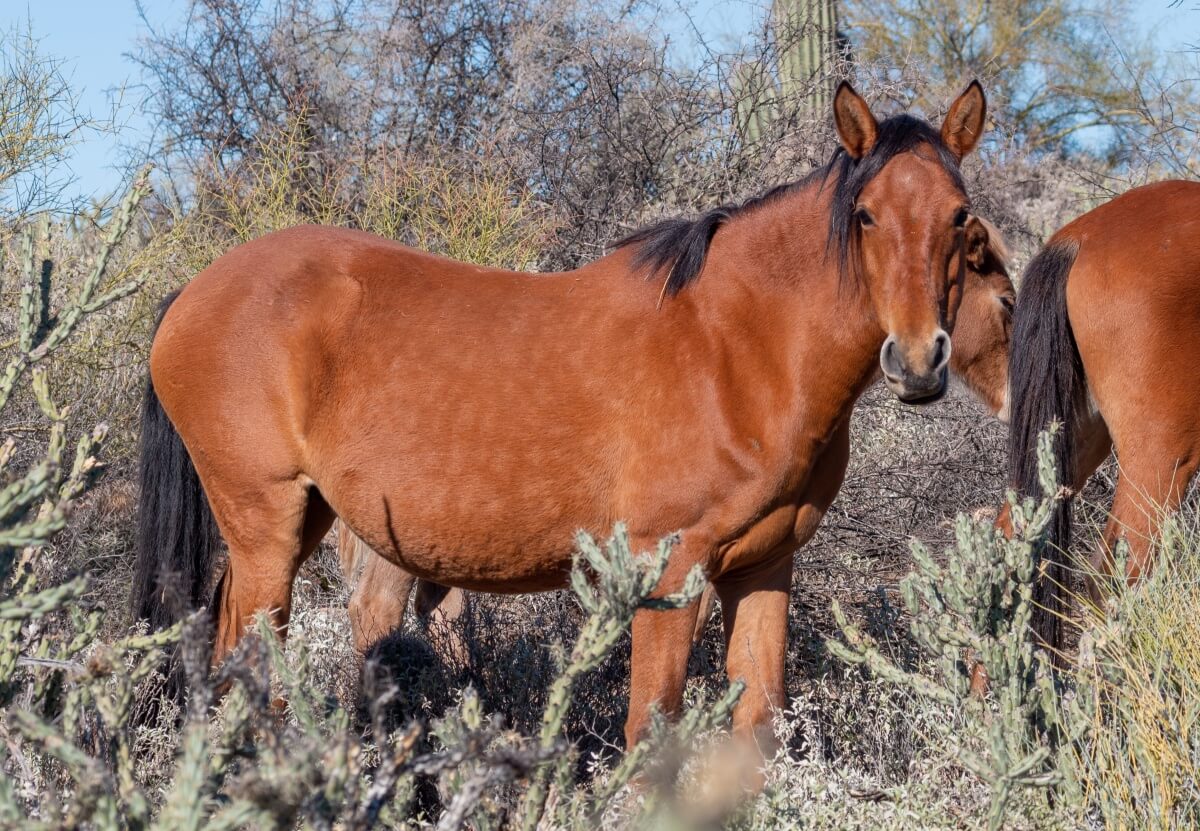 Wild Mustang horses Near the Salt river in the Arizona Desert