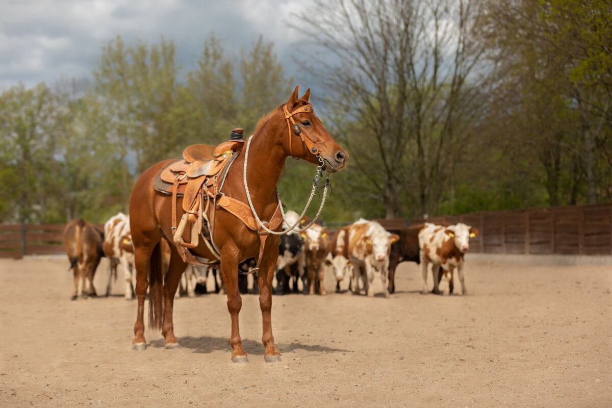 beautiful chestnut quarter horse with bridle and saddle beautiful chestnut quarter horse with bridle and saddle