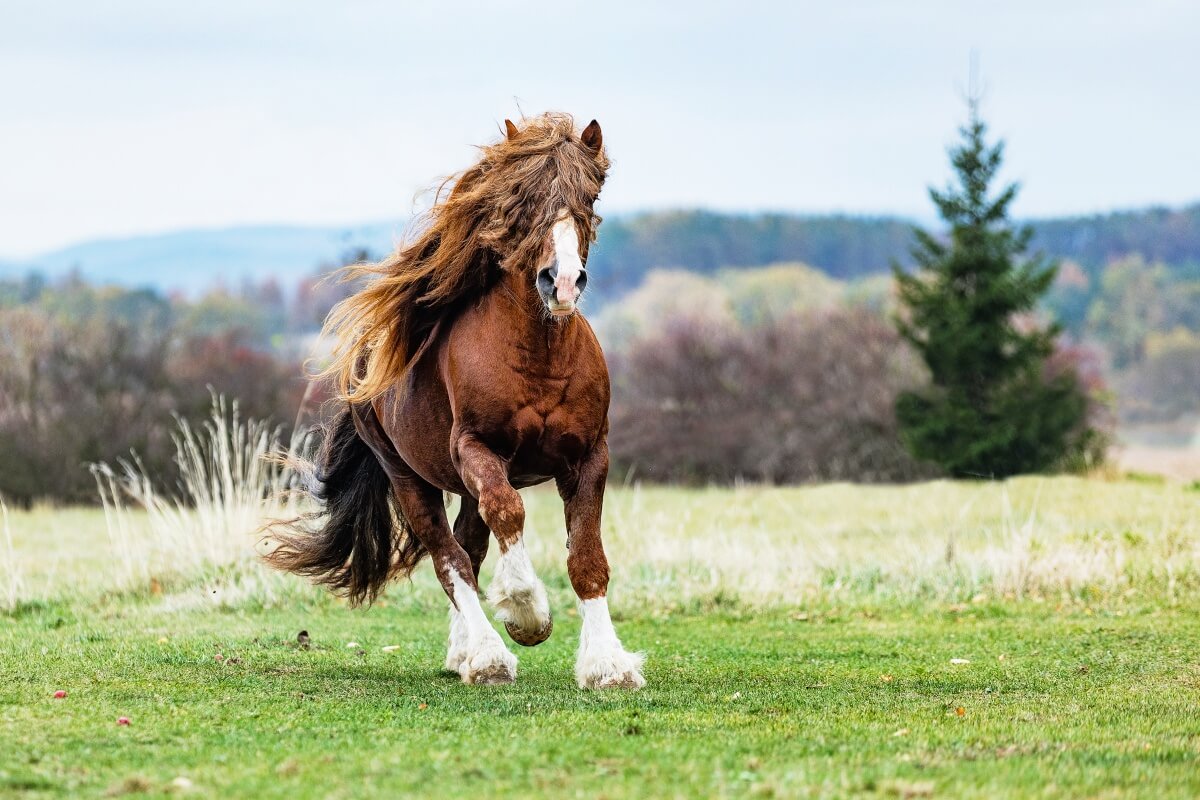 brown stallion Percheron with beautiful mane