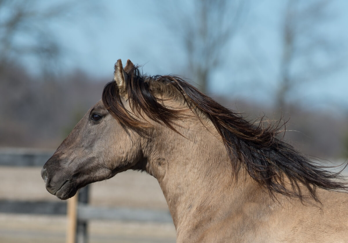 close up headshot portrait of moving purebred kiger mustang