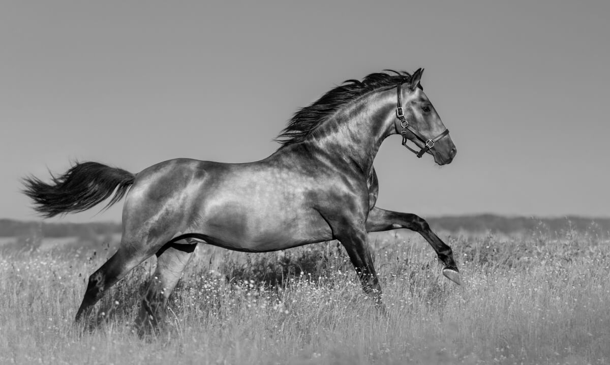 A perfect Andalusian horse in blooming field