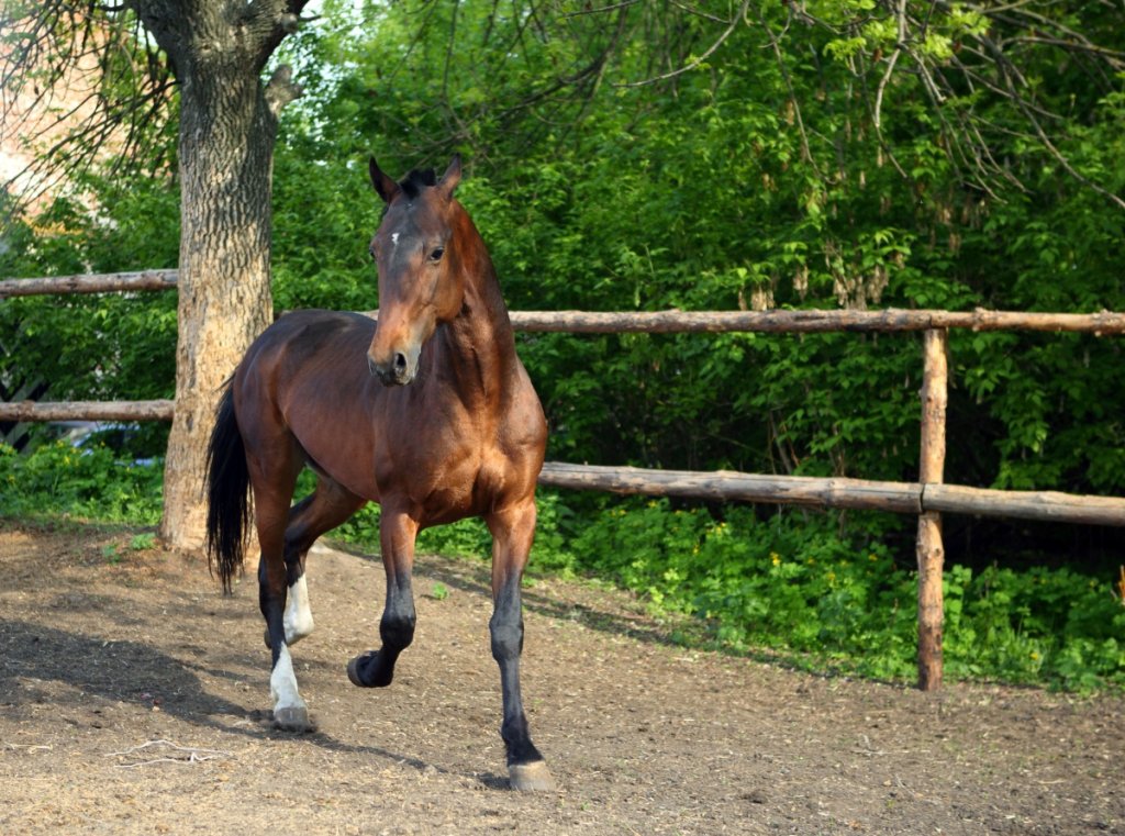 American Saddlebred Horse vs Quarter Horse InDepth Comparison