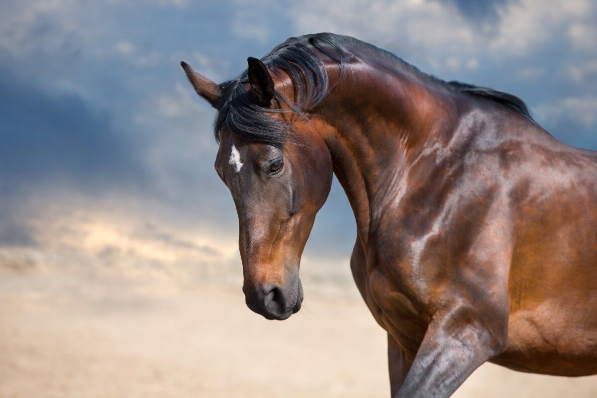 An Andalusian horse portrait with long mane close up in motion
