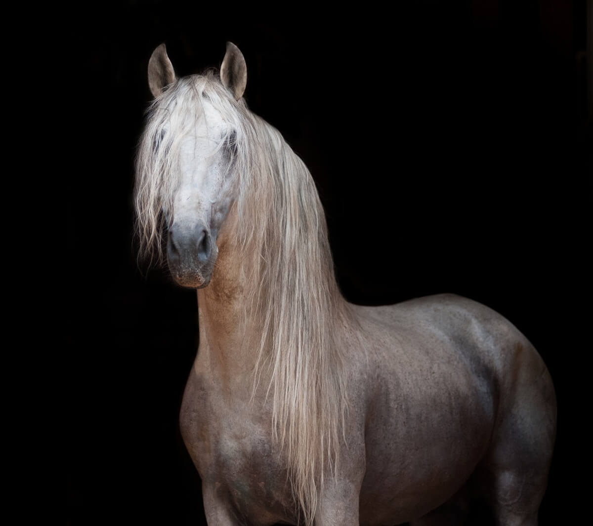 An Andalusian horse with pretty long hair