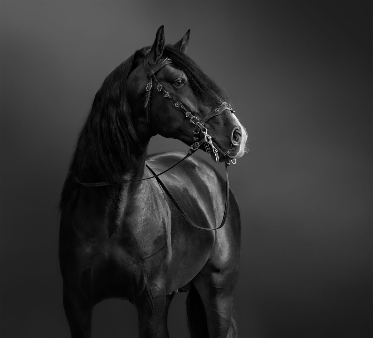 An elegant lokking black Andalusian Horse in portuguese baroque bridle
