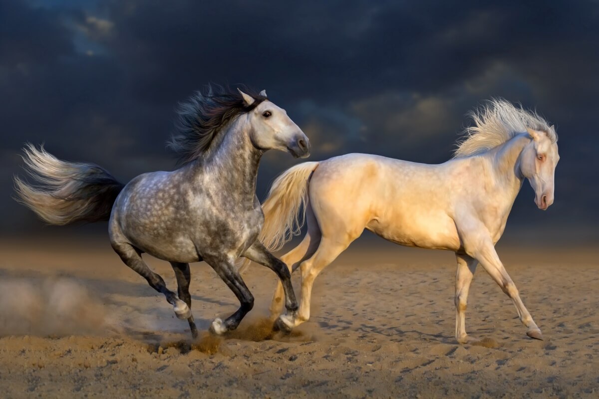 Andalusian horses playing in desert against dramatic sky