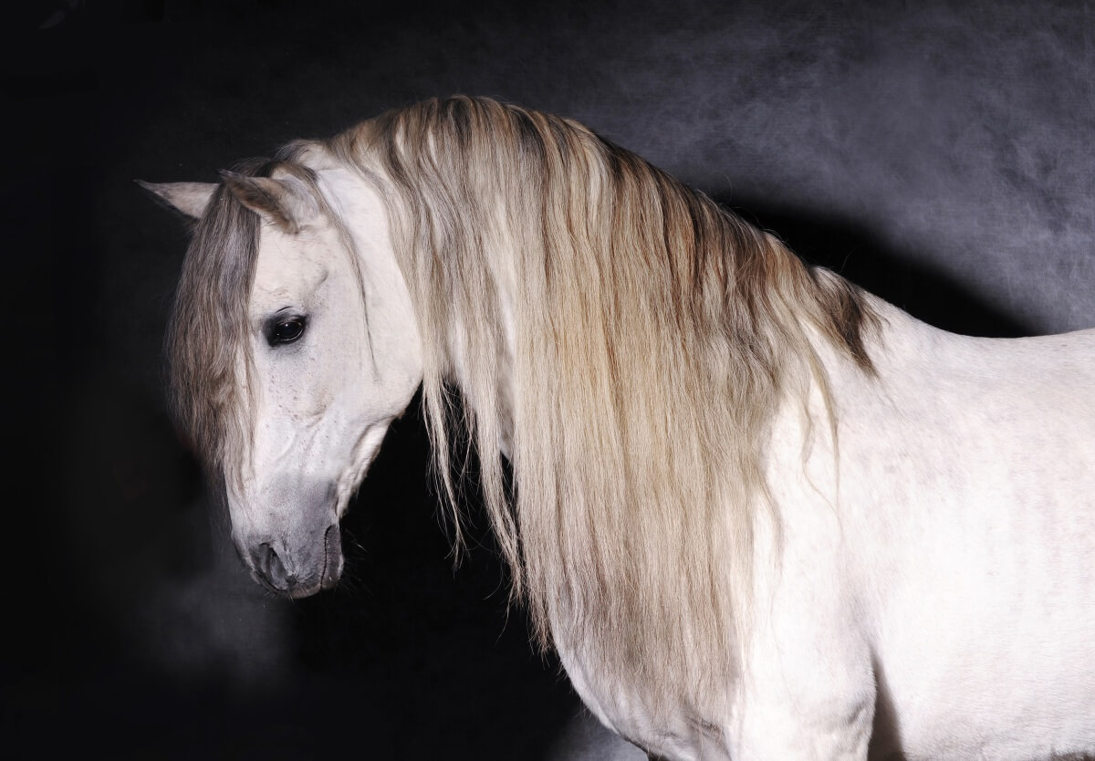 Beautiful Andalusian horse clicked in a studio portrait mode