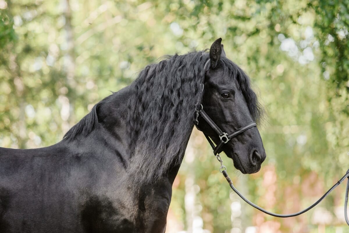 Beautiful shinning black Andalusian horse standing outdoor in field
