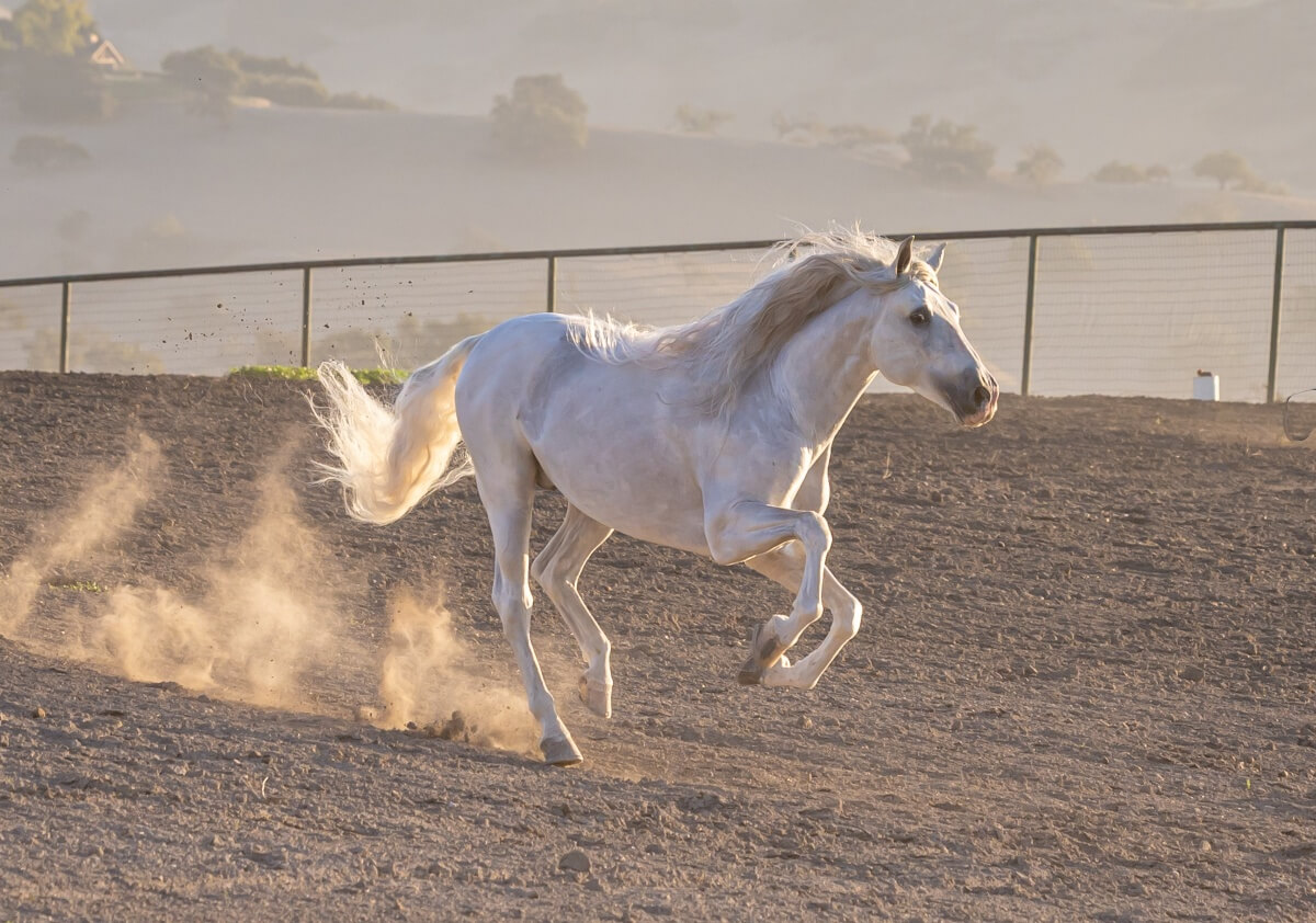Pure Spanish Andalusian Horse running fast in a field